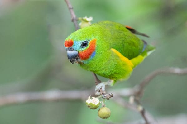A wild male Double-eyed Fig Parrot feeding