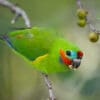 A wild male Double-eyed Fig Parrot perches on a branch