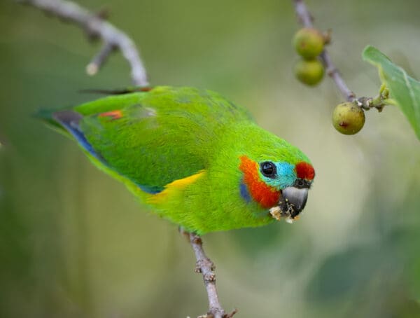 A wild male Double-eyed Fig Parrot perches on a branch