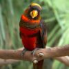 A Dusky Lory perches on a branch