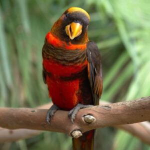 A Dusky Lory perches on a branch