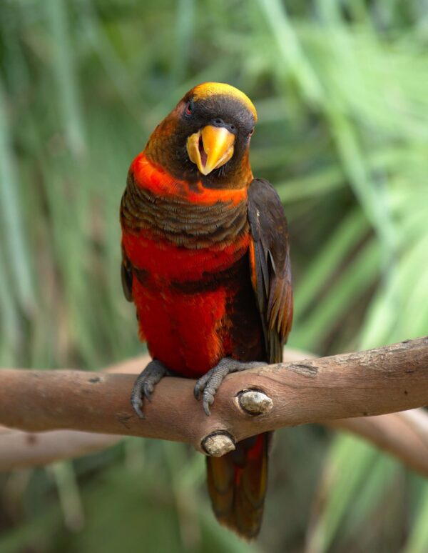 A Dusky Lory perches on a branch