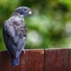 A wild Dusky Parrot perches on a fence