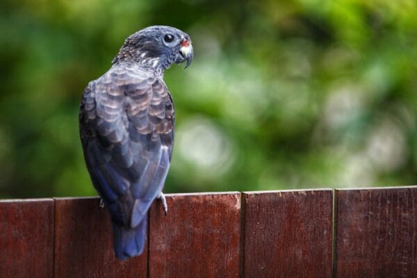 A wild Dusky Parrot perches on a fence