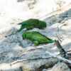 Wild Dusky-billed Parrotlets forage in dirt
