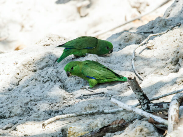 Wild Dusky-billed Parrotlets forage in dirt