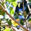 Wild Dusky-billed Parrotlet sheltered in a tree