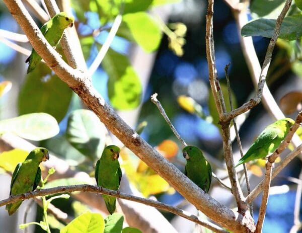 Wild Dusky-billed Parrotlet sheltered in a tree