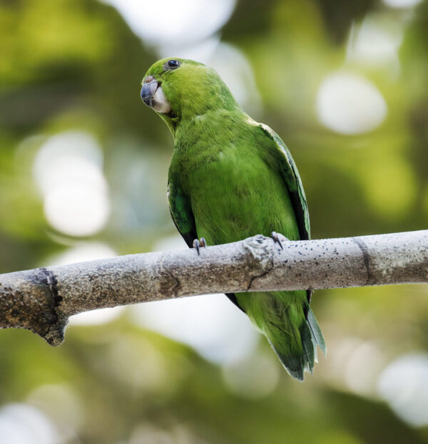 A wild Dusky-billed Parrotlet perches on a limb