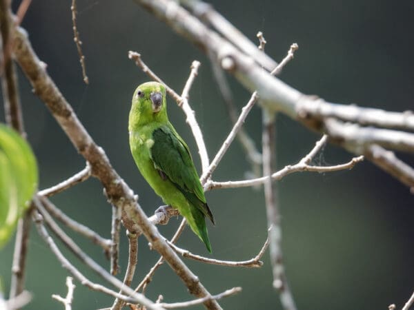 A wild Dusky-billed Parrotlet perches in a tree
