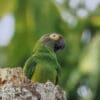 A wild Dusky-headed Conure perches atop a palm tree
