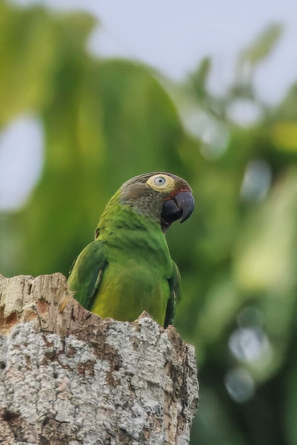 A wild Dusky-headed Conure perches atop a palm tree