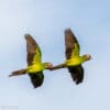 Wild Dusky-billed Conures in flight