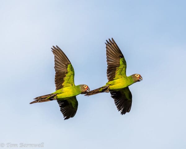 Wild Dusky-billed Conures in flight