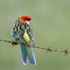 A wild Eastern Rosella perches on barbed wire