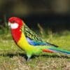 A wild Eastern Rosella forages on the ground