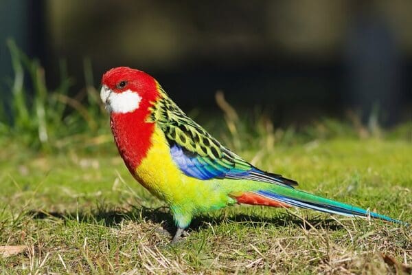 A wild Eastern Rosella forages on the ground