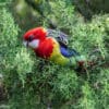 A wild Eastern Rosella perches in a tree