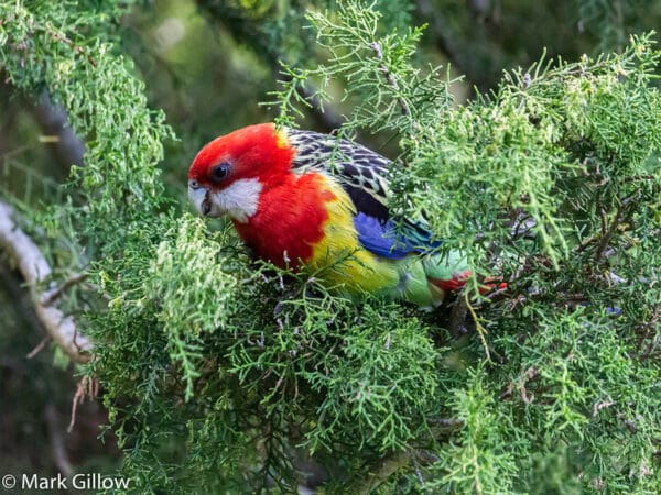 A wild Eastern Rosella perches in a tree