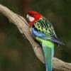 A wild Eastern Rosella perches on a limb