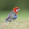 A wild Eastern Rosella forages on the ground