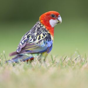 A wild Eastern Rosella forages on the ground