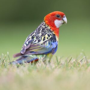 A wild Eastern Rosella forages on the ground