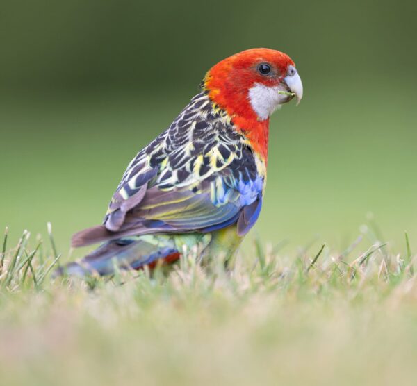 A wild Eastern Rosella forages on the ground