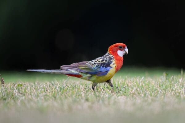 A wild Eastern Rosella forages on the ground