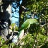 A wild female Echo Parakeet perches in a tree