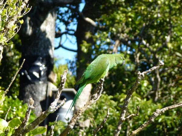 A wild female Echo Parakeet perches in a tree