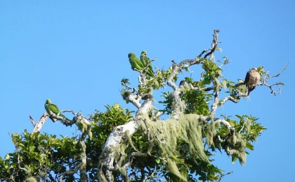 A flock of wild Echo Parakeets perches in a moss-covered tree