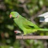 © Peter Steward CC BY-NC 2.0 via Flickr A wild male Echo Parakeet pauses at a feeding station