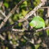 © Peter Steward CC BY-NC 2.0 via Flickr A wild male Echo Parakeet peers at something interesting
