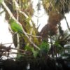 Wild El Oro Conures perch in a mossy tree