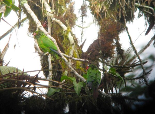 Wild El Oro Conures perch in a mossy tree
