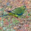 A wild Elegant Parrot forages on the ground