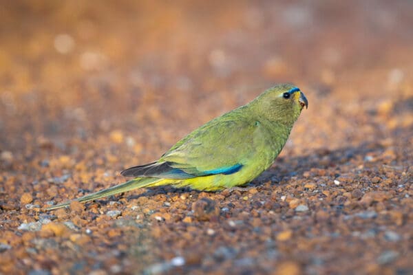 A wild Elegant Parrot forages on the ground