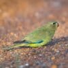 A wild Elegant Parrot forages on the ground