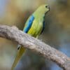 A wild Elegant Parrot perches on a limb