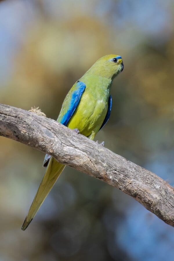 A wild Elegant Parrot perches on a limb