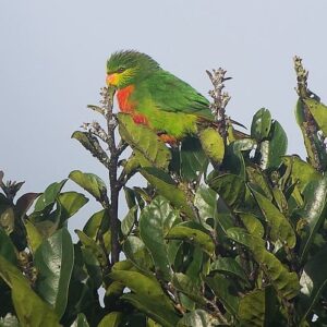 Emerald Lorikeet