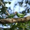 A wild Emerald-collared Parakeet pair feeds each other