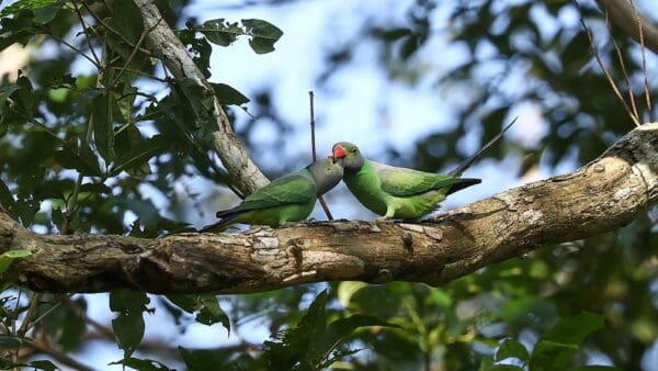 A wild Emerald-collared Parakeet pair feeds each other