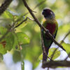 A wild Emma's Conure perches in a tree
