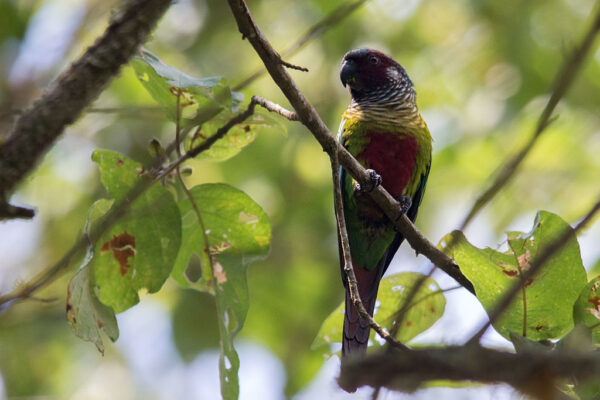 A wild Emma's Conure perches in a tree