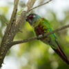A wild Emma's Conure perches in a tree