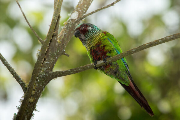A wild Emma's Conure perches in a tree