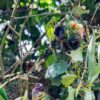 A flock of wild Emma's Conures socialises