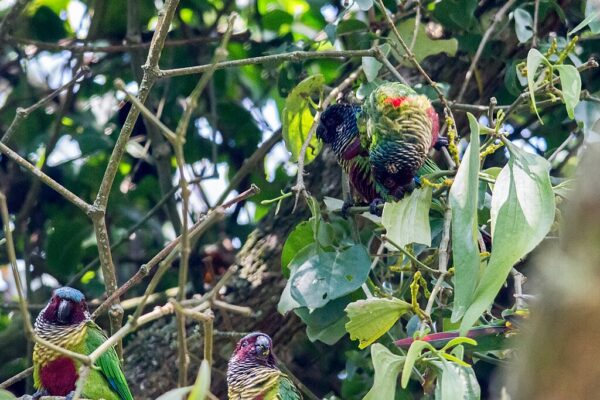 A flock of wild Emma's Conures socialises